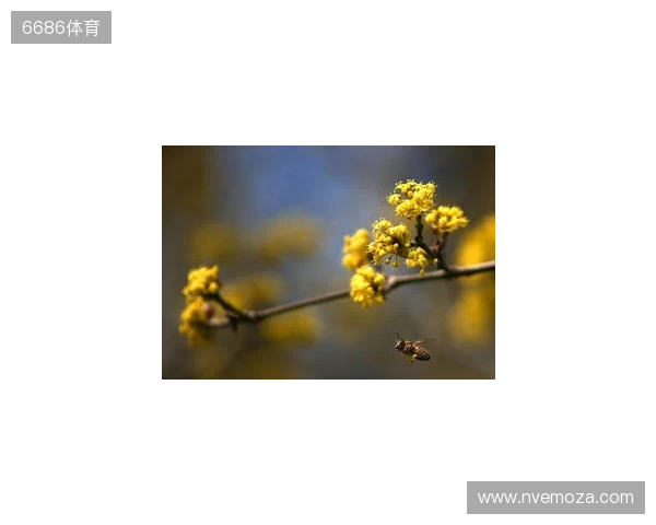 布达佩斯Major第一阶段:战舰轰鸣!FaZe 2-1 RED Canids 布达佩斯Major第一阶段:战舰轰鸣!FaZe 2-1 RED Canids